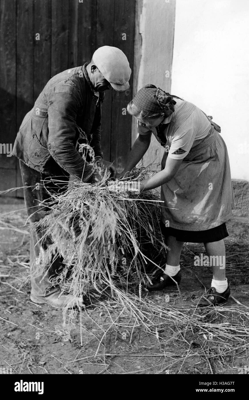 Landjahrmaedel trebbiatura del grano, 1940 Foto Stock