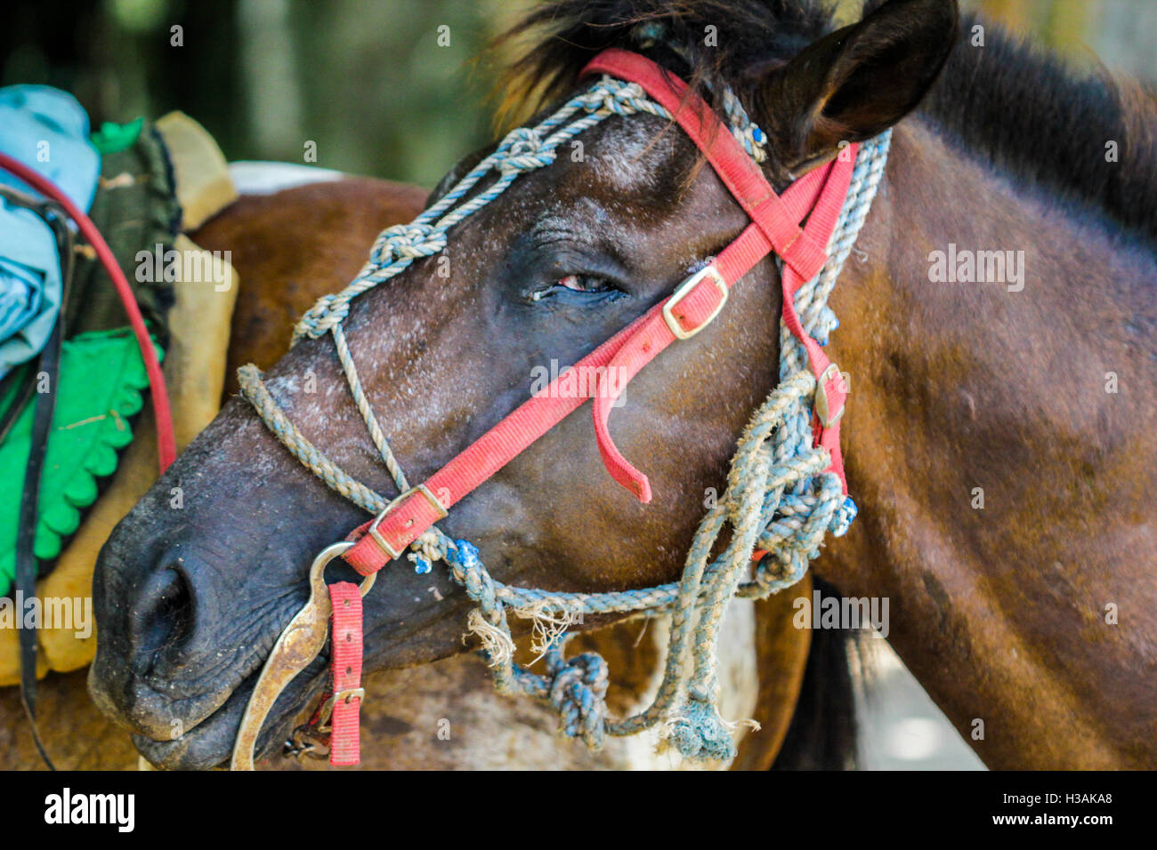 Vecchio cavallo ritratto che viene utilizzato per trasportare i turisti di grasso in montagna. Foto Stock