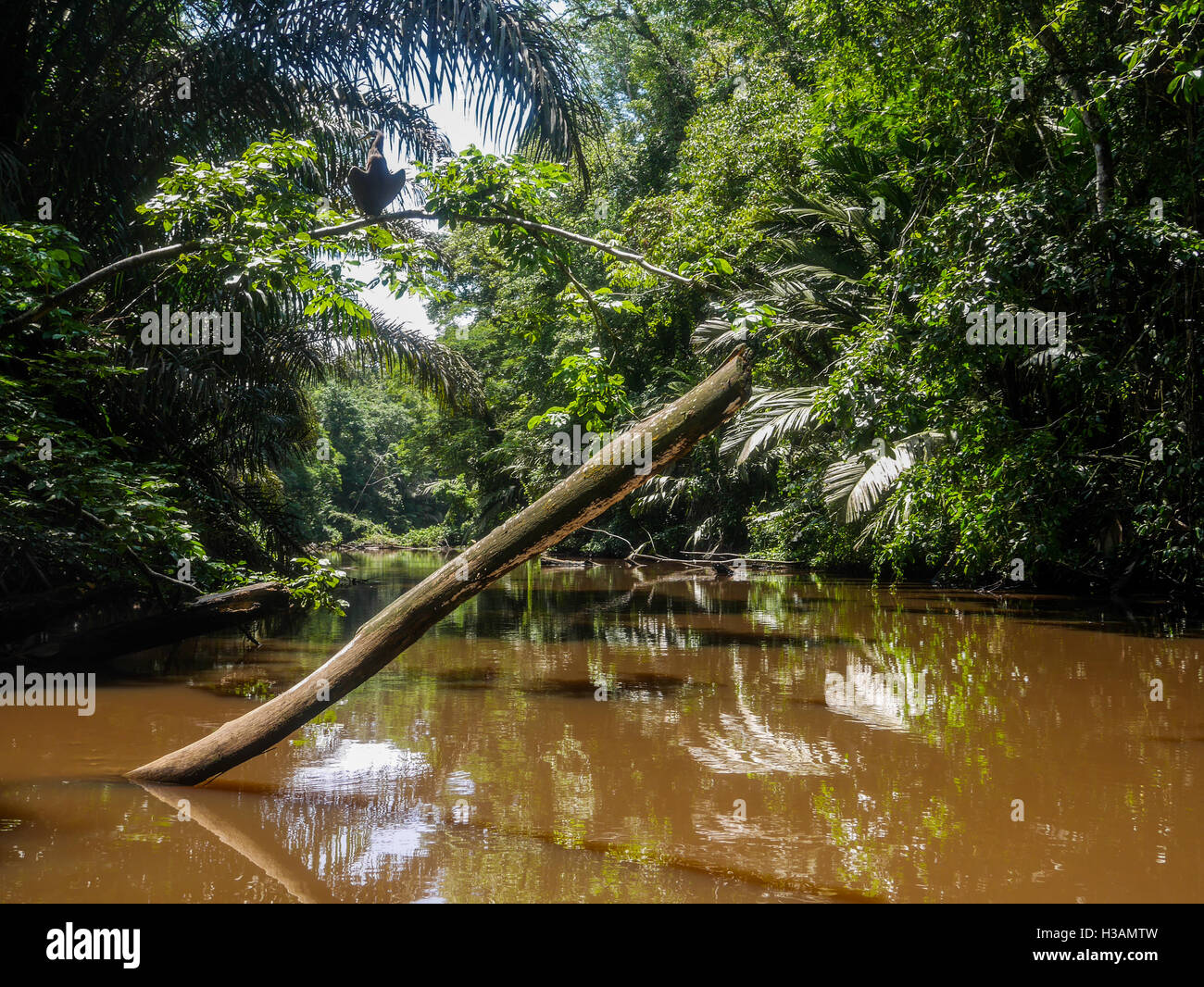 Albero caduto nel mezzo del fiume bloccando la strada per la giungla profonda Foto Stock
