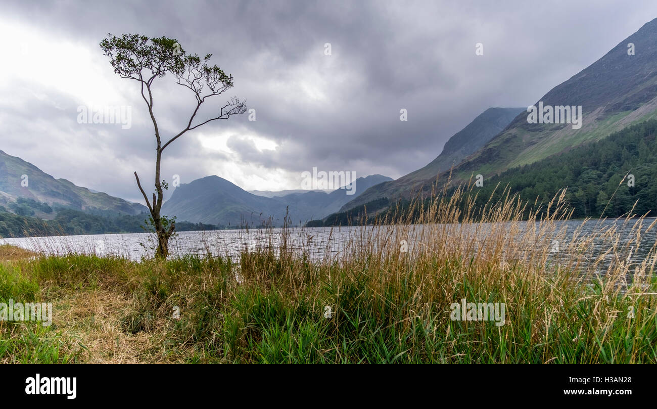 Un lone tree sulle rive dell'acqua Buttermere nel distretto del lago, con un cielo turbolento Foto Stock