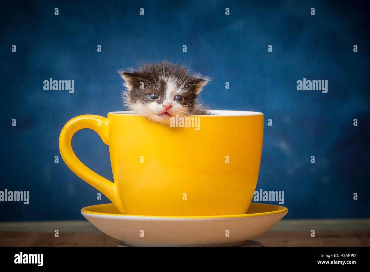 Carino gattino bambino cerca rifugio in una gigantesca tazza da caffè Foto Stock