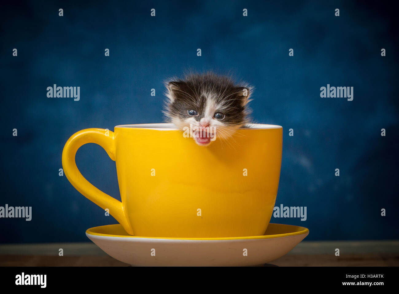 Carino gattino bambino cerca rifugio in una gigantesca tazza da caffè Foto Stock