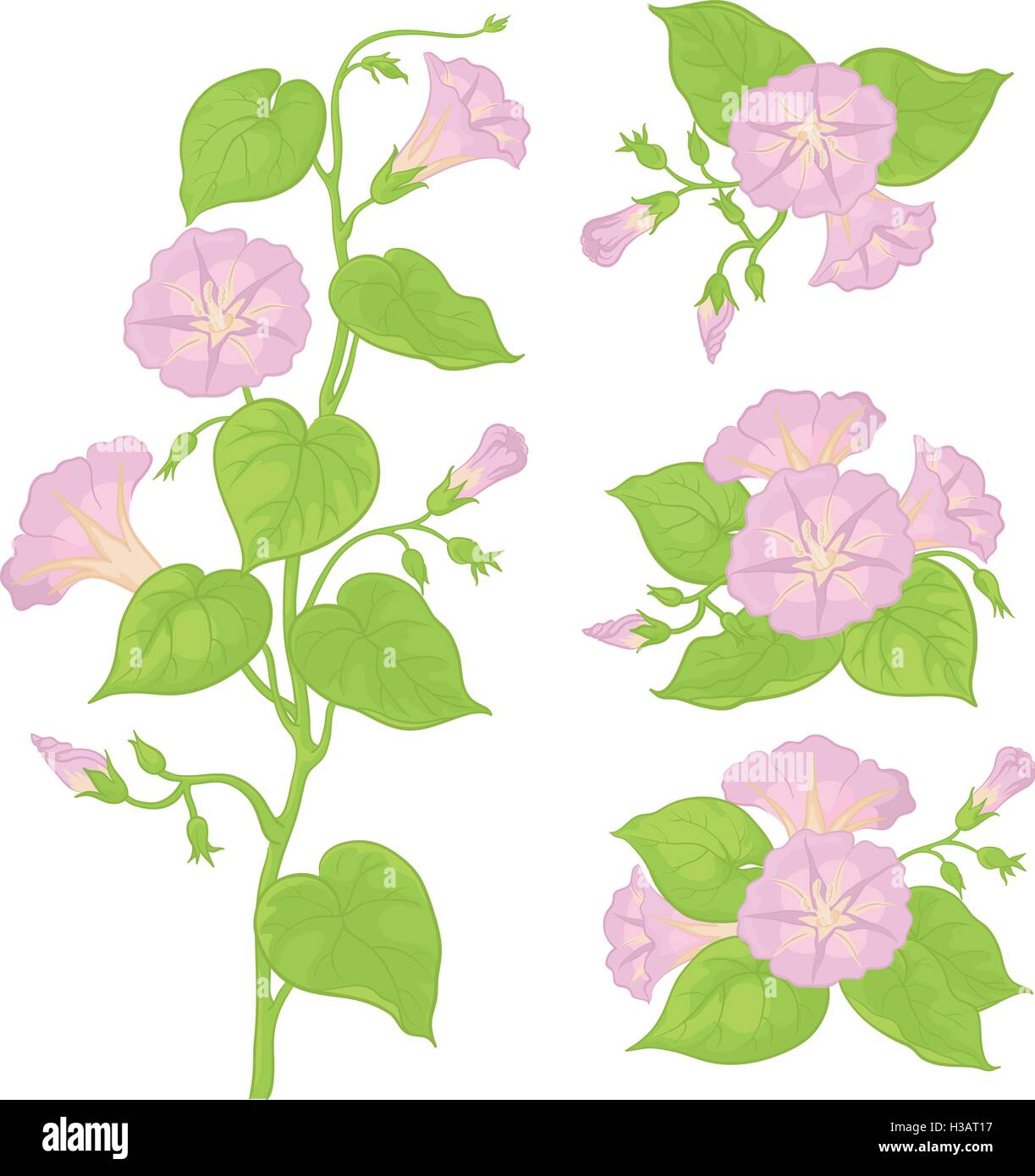 Fiori ipomoea con foglie Illustrazione Vettoriale