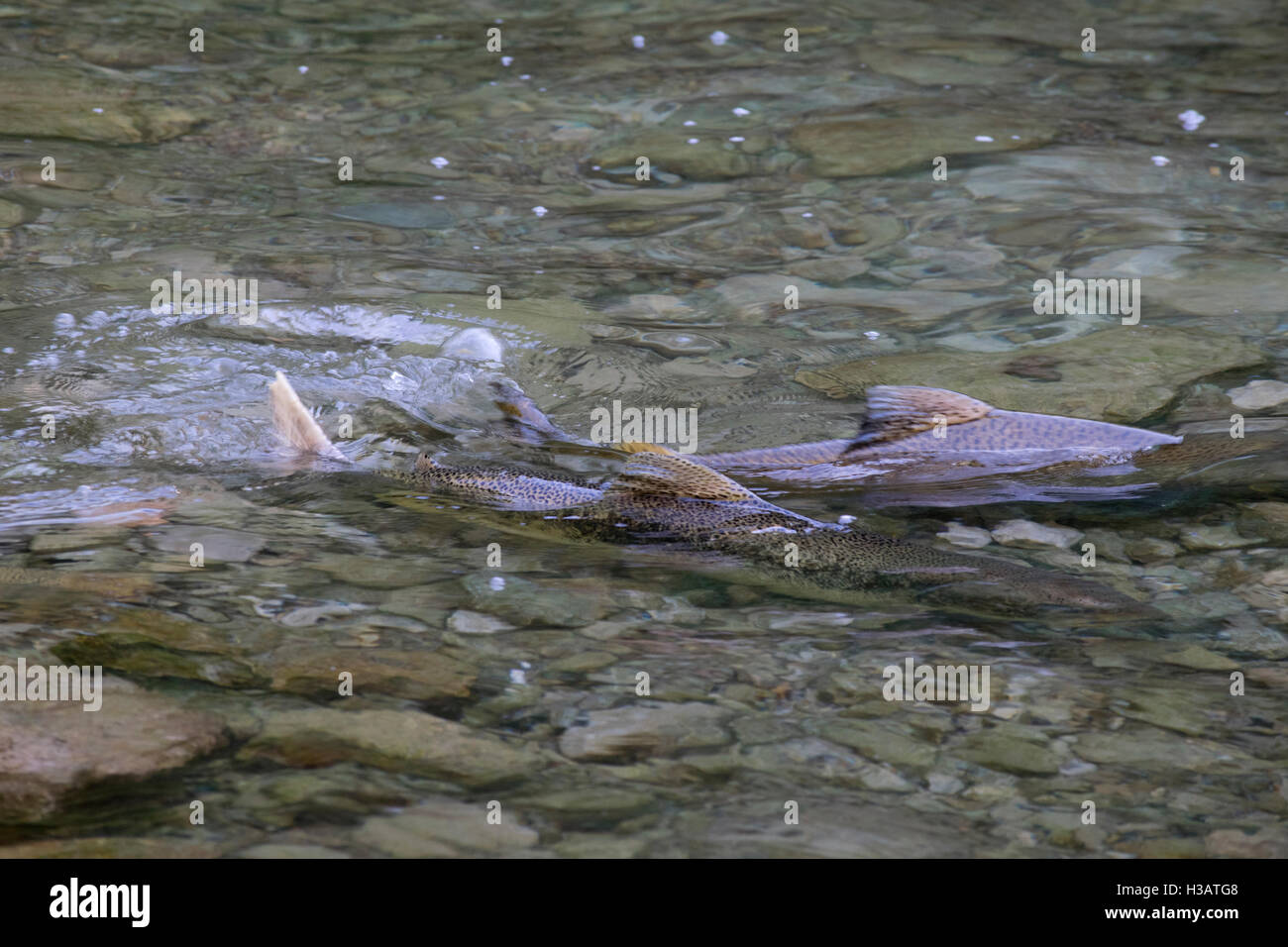 La Chinook salmone che si riproduce nel fiume Kagawong, Ontario. Foto Stock