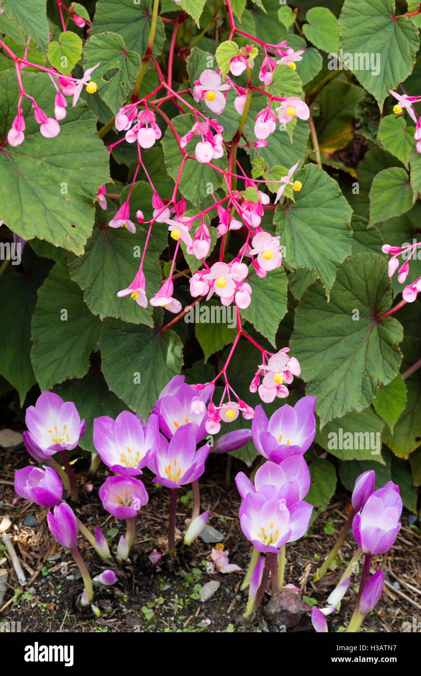 Autunno dei fiori di hardy Begonia grandis var. evansiana 'Sapporo' in contrasto con le fioriture di Colchicum speciosum 'Zephyr' Foto Stock