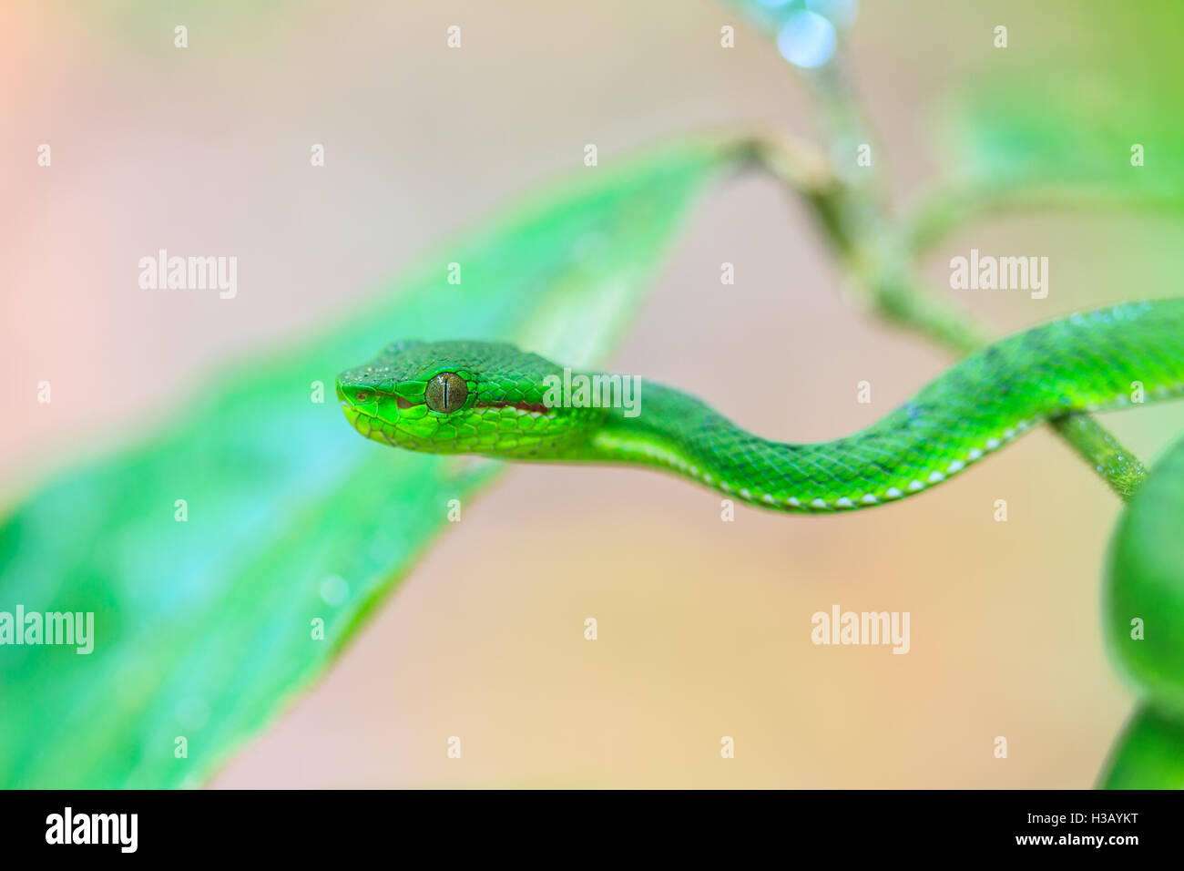 Green rattlesnakes snake, Asian rattlesnakes snake in natura Foto Stock