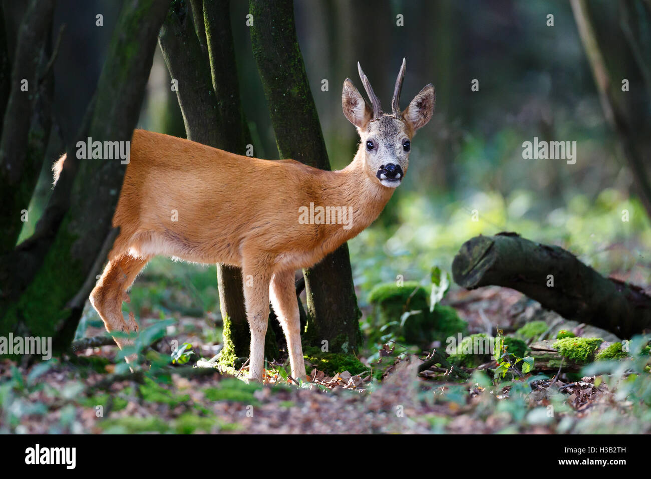 Un capriolo buck in foresta Foto Stock