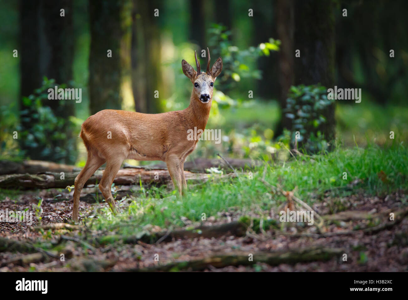 Un capriolo in una foresta Foto Stock