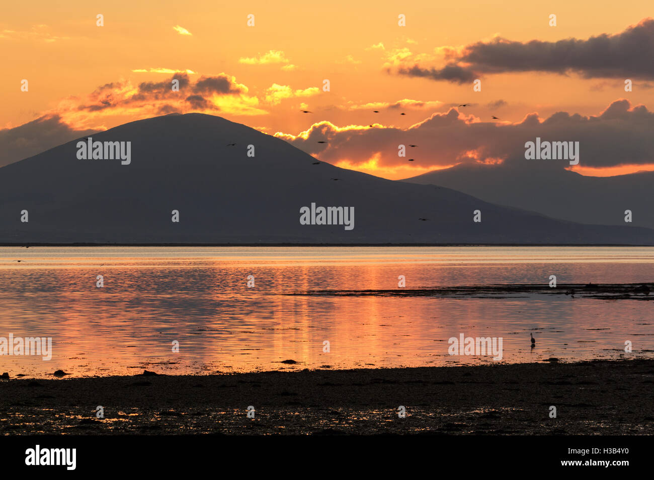 Tramonto Dorato a Cockleshell beach nella baia di Tralee, nella contea di Kerry, Irlanda. Foto Stock