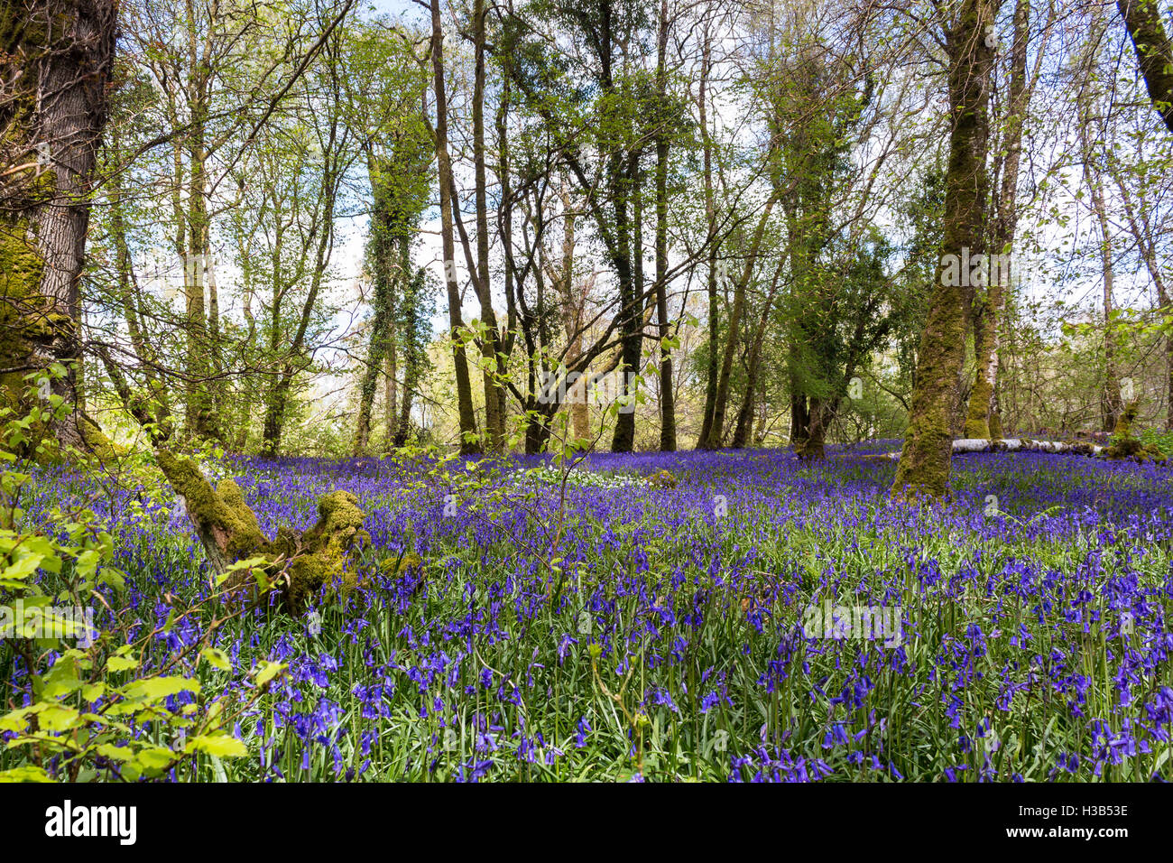 Un tappeto di Bluebells su Ross isola nel Parco Nazionale di Killarney, nella contea di Kerry, Irlanda Foto Stock