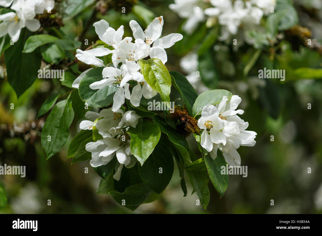 Fiori di melo Foto Stock