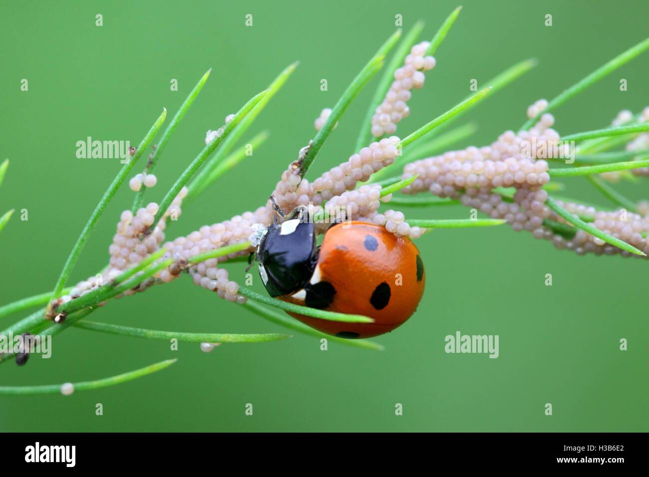 Coccinella, Ladybug, si nutrono di tarma uova Foto Stock