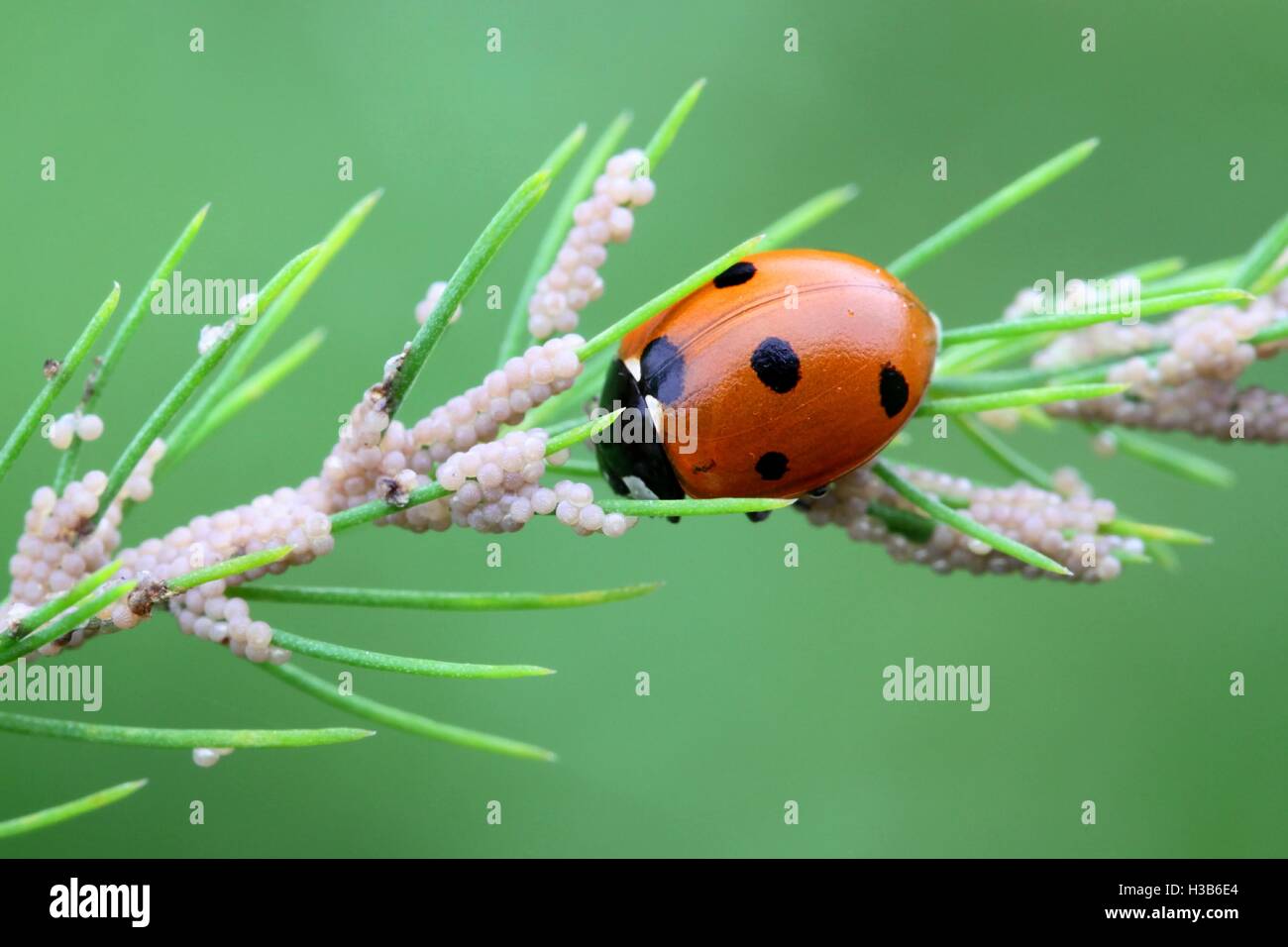 Ladybird alimentazione su moth uova Foto Stock