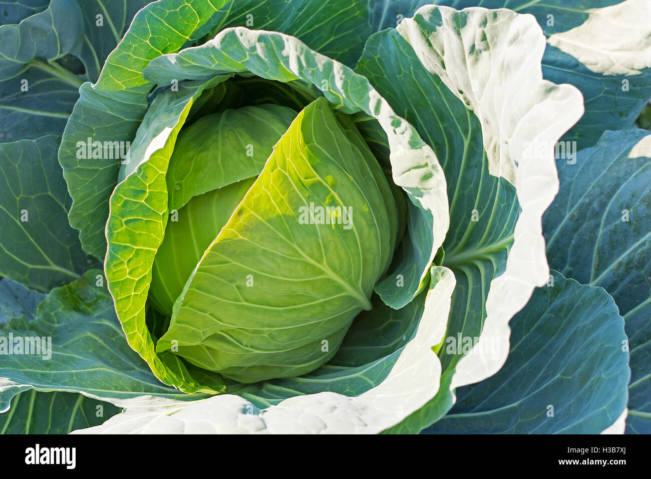 Cavolo organico. Fresco verde testa di cavolo sul campo pronto per la mietitura. Foto Stock