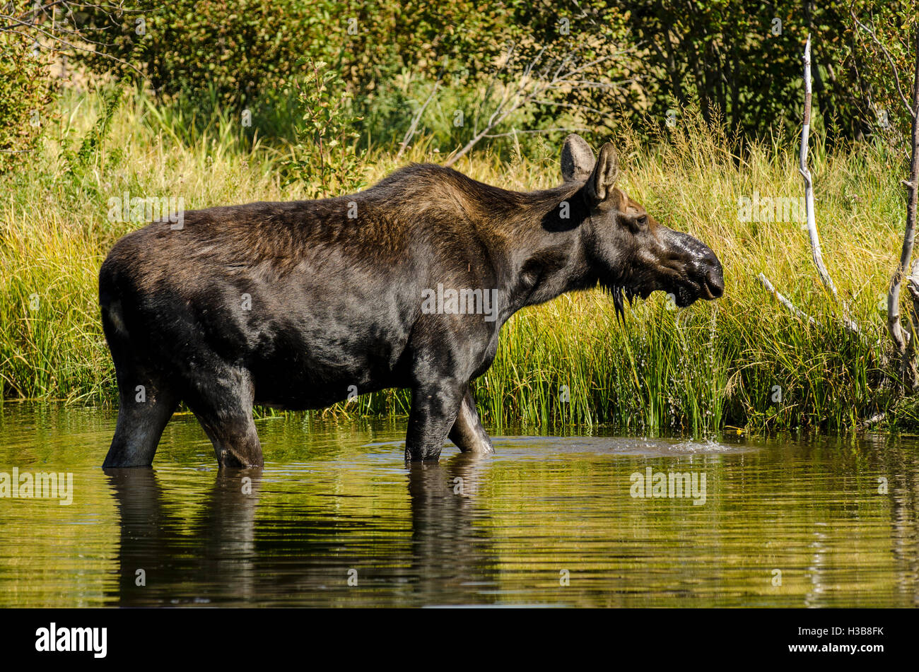 Alci (Alces alces) wading mangiando alimentazione in acqua di lago nel Parco Nazionale di Grand Teton, Wyoming negli Stati Uniti. Foto Stock