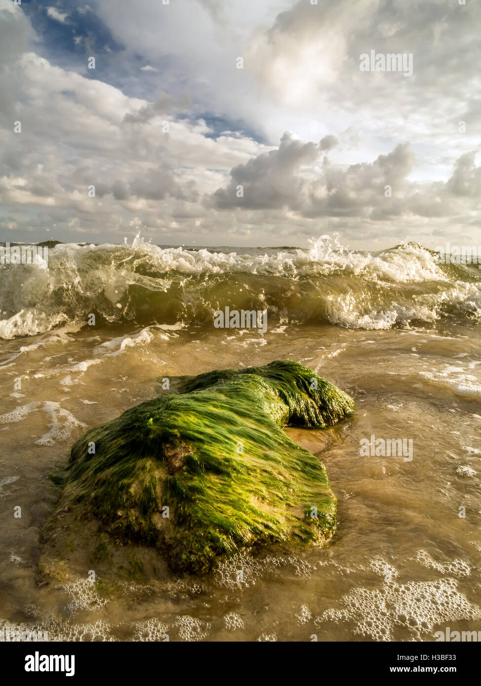 Coperte di alghe rock essendo lavato dalle onde del mare Foto Stock