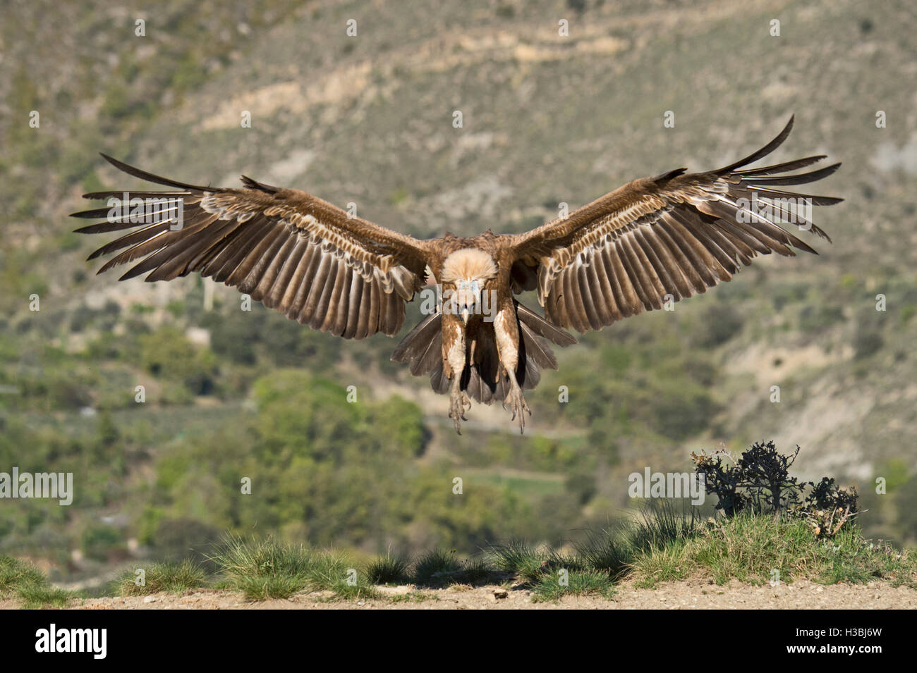 Grifone, Gyps fulvus in pre-Pirenei vicino a Solsona, Catalogna, Spagna Marzo Foto Stock