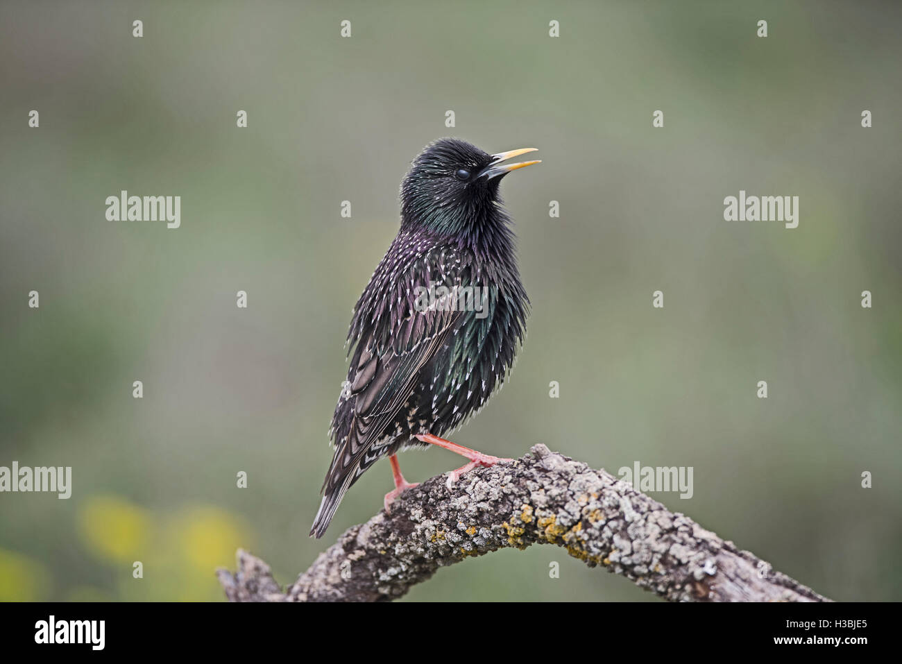 Comune di Starling Sturnus vulgarus nella canzone Spagna primavera Foto Stock