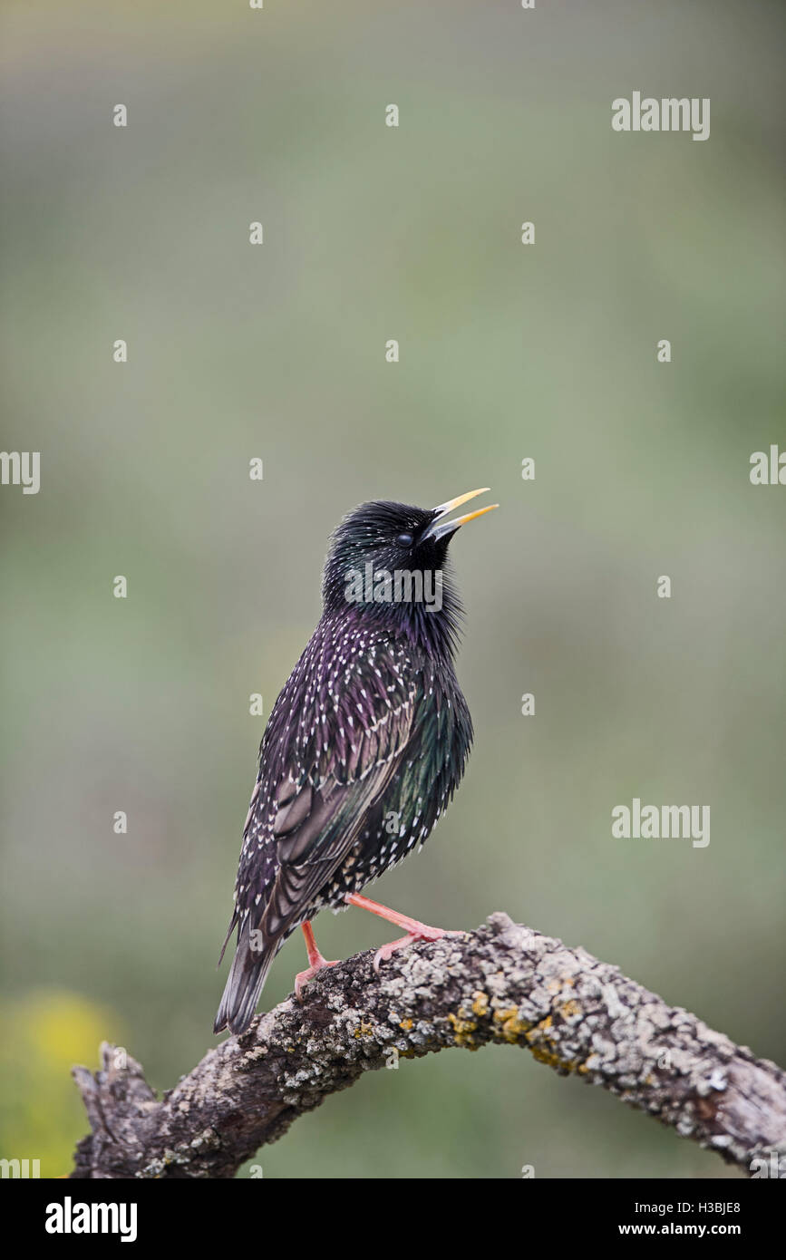 Comune di Starling Sturnus vulgarus nella canzone Spagna primavera Foto Stock