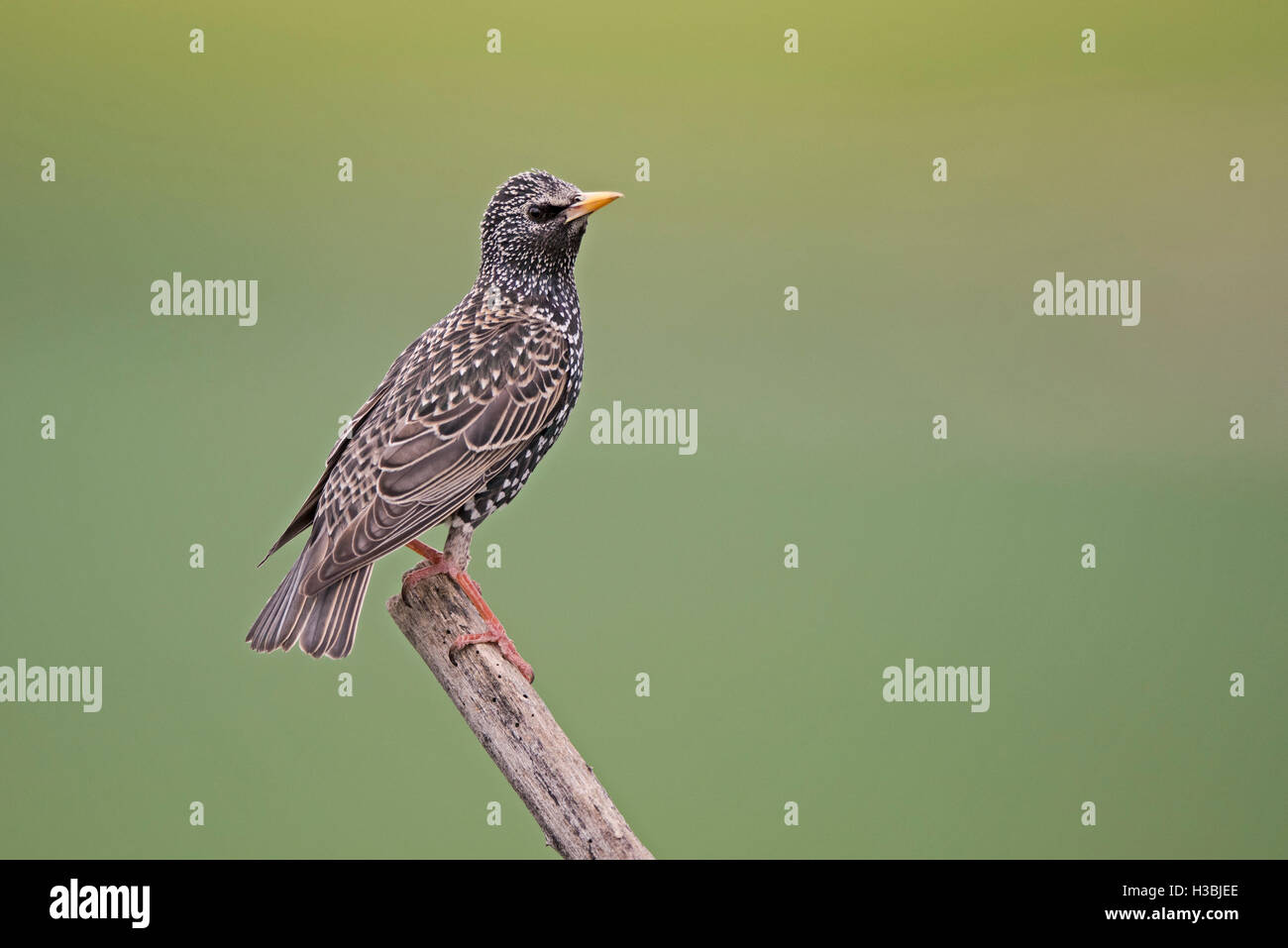 Comune di Starling Sturnus vulgarus Spagna primavera Foto Stock