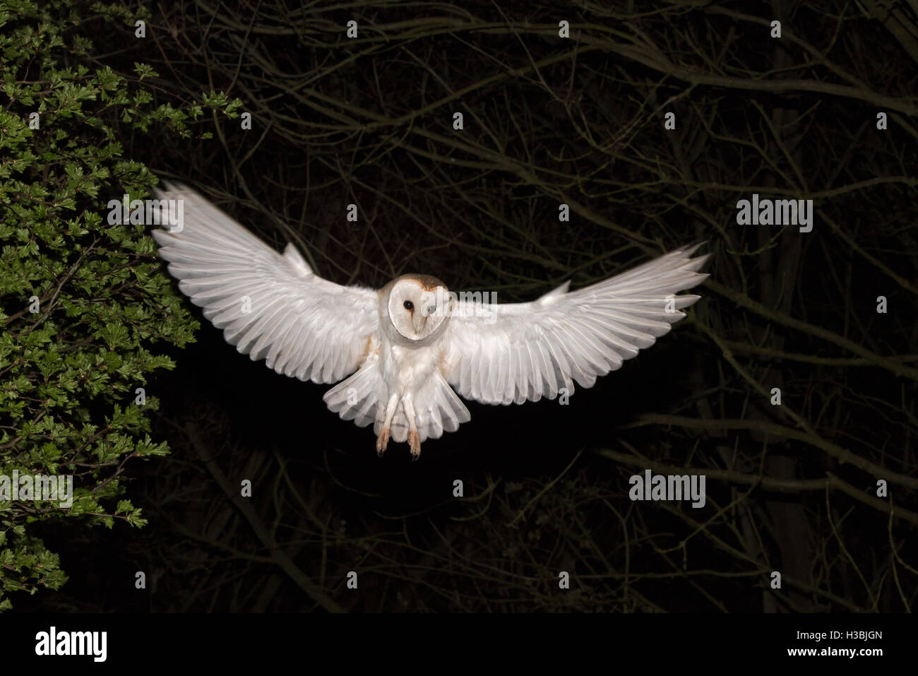 Il barbagianni, Tyto alba a caccia di notte North Norfolk può Foto Stock