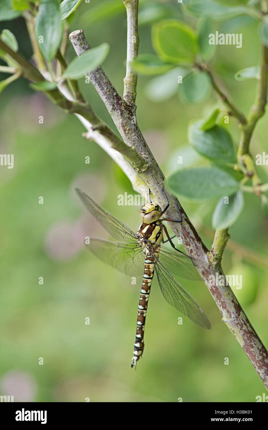 Southern Hawker Libellula Aeshna cyanea su susino nel giardino estivo di Norfolk Foto Stock