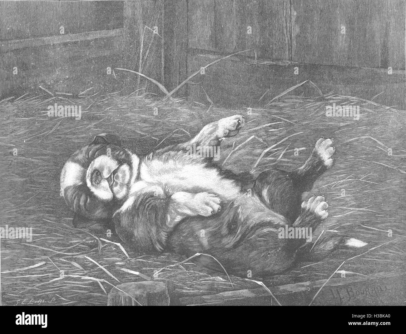 Cani San Bernardo cucciolo il sonno di innocenza 1885. Il grafico Foto Stock