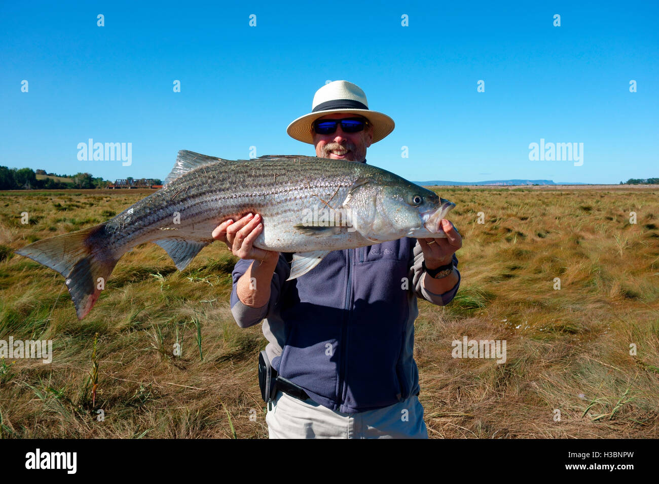 Un pescatore tenendo un grande Striped Bass il pesce da Minas Basin, Baia di Fundy, Nova Scotia, Canada Foto Stock