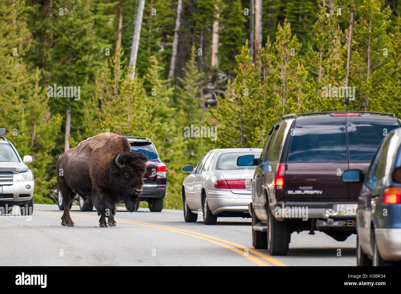 Bison buffalo (Bison bison) camminando sulla strada statale nei pressi di Ponte di pesca, il Parco Nazionale di Yellowstone, Wyoming negli Stati Uniti. Foto Stock