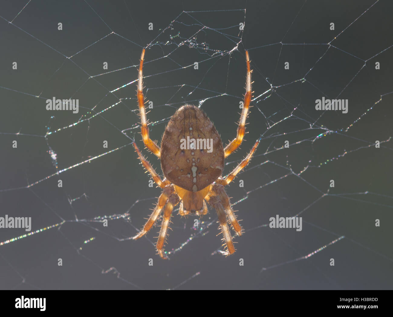 Giardino spider, giardino orb-weaver o croce spider (Araneus diadematus) nel Surrey, Inghilterra Foto Stock
