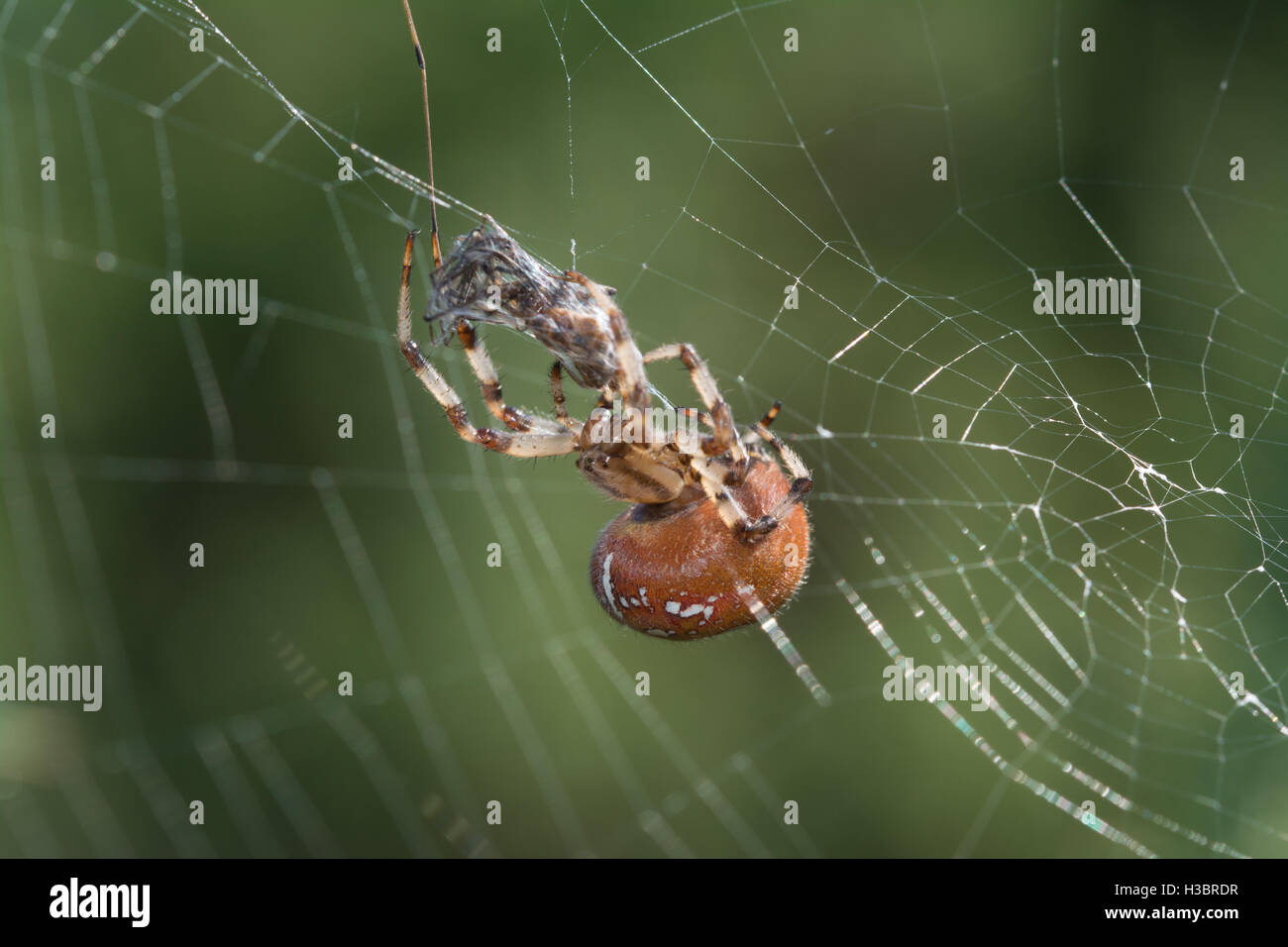 Colorate luminosamente quattro femmina-spotted orb-weaver spider (Araneus quadratus) con la preda catturati nel suo web nel Surrey, Regno Unito Foto Stock