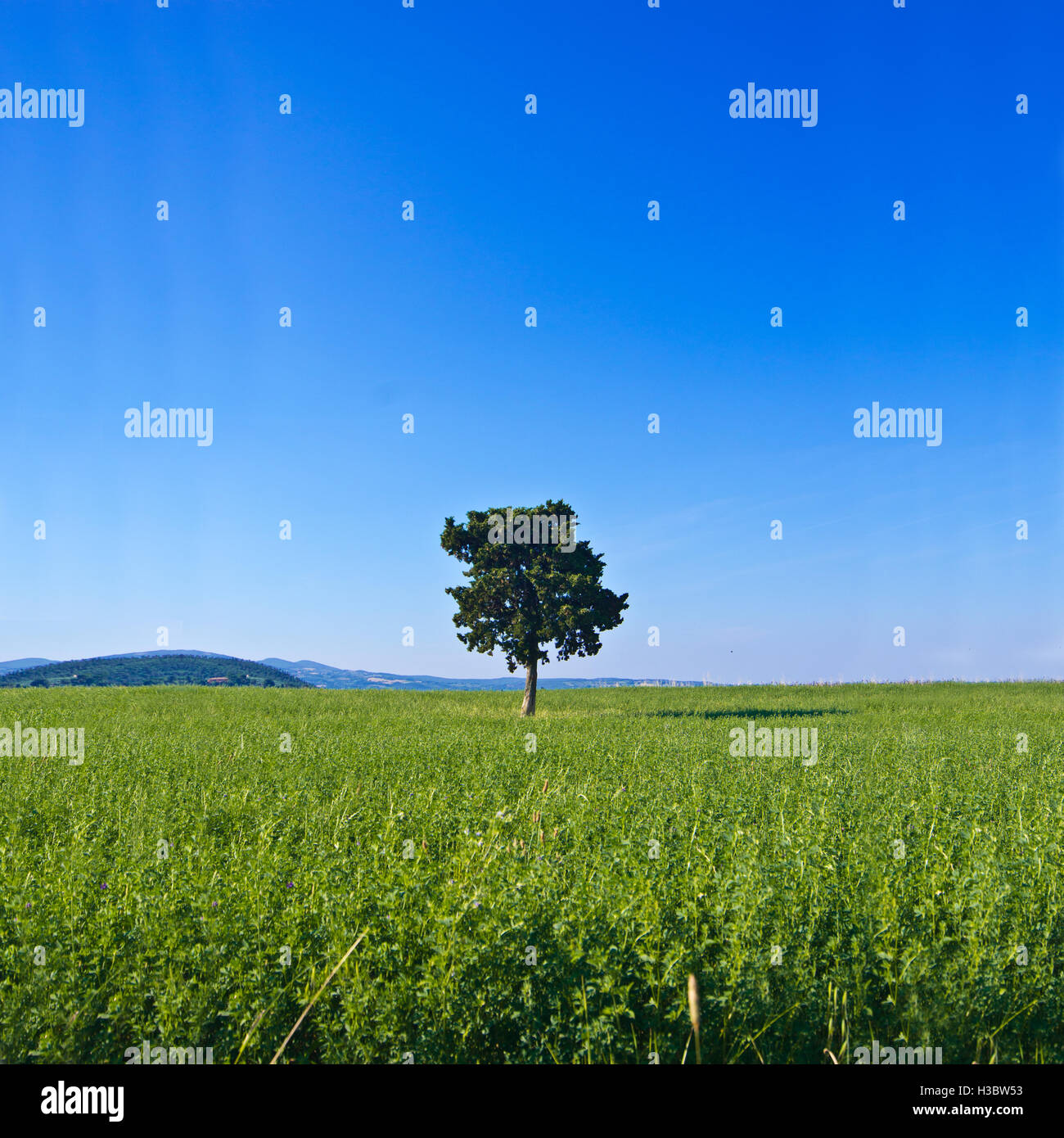 Albero isolato in mezzo a un campo coltivato con le colline in background Foto Stock