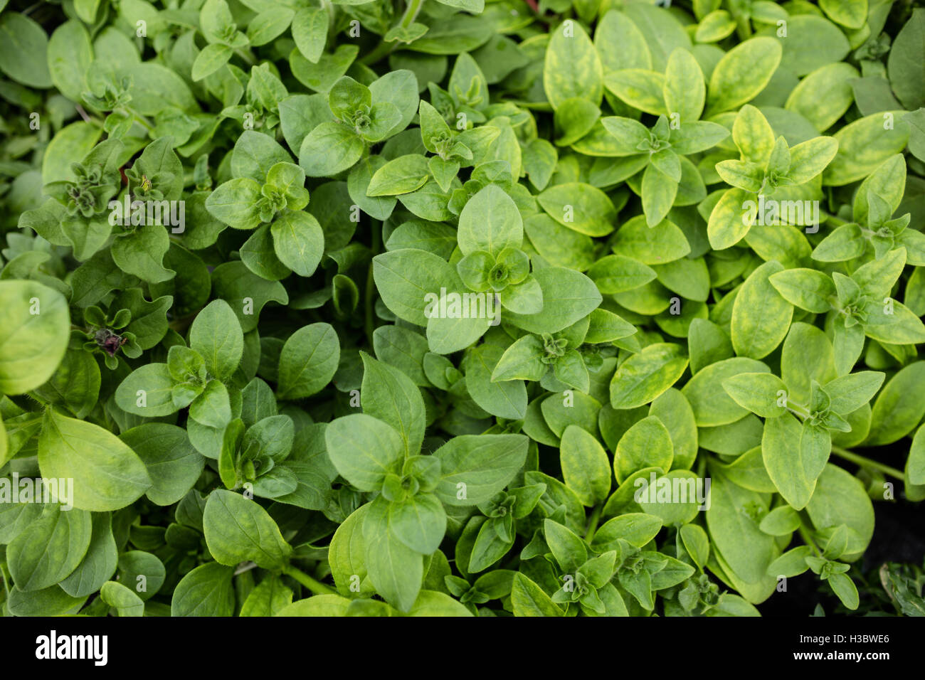 Close-up di foglie verdi Foto Stock