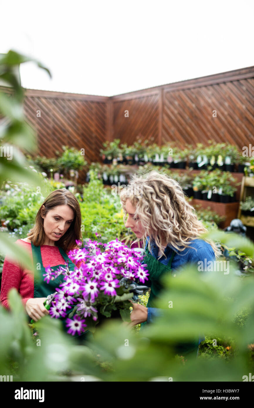 Due femmina fioraio fiori di potatura con forbici Foto Stock