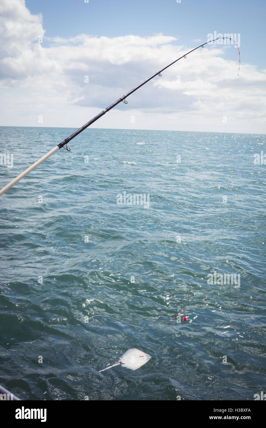 Ray pesci catturati nella canna da pesca Foto Stock