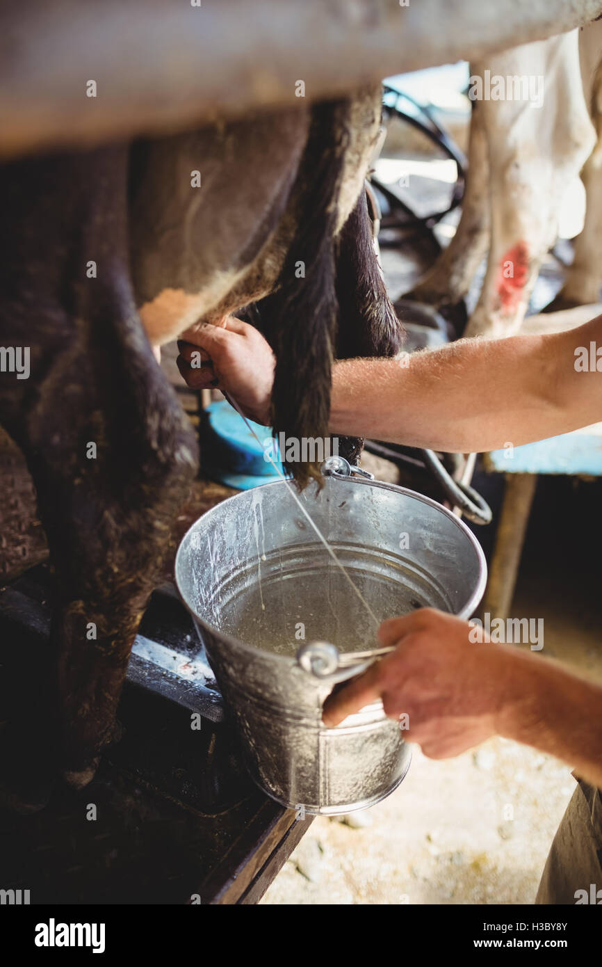 Man mungitura di una mucca Foto Stock