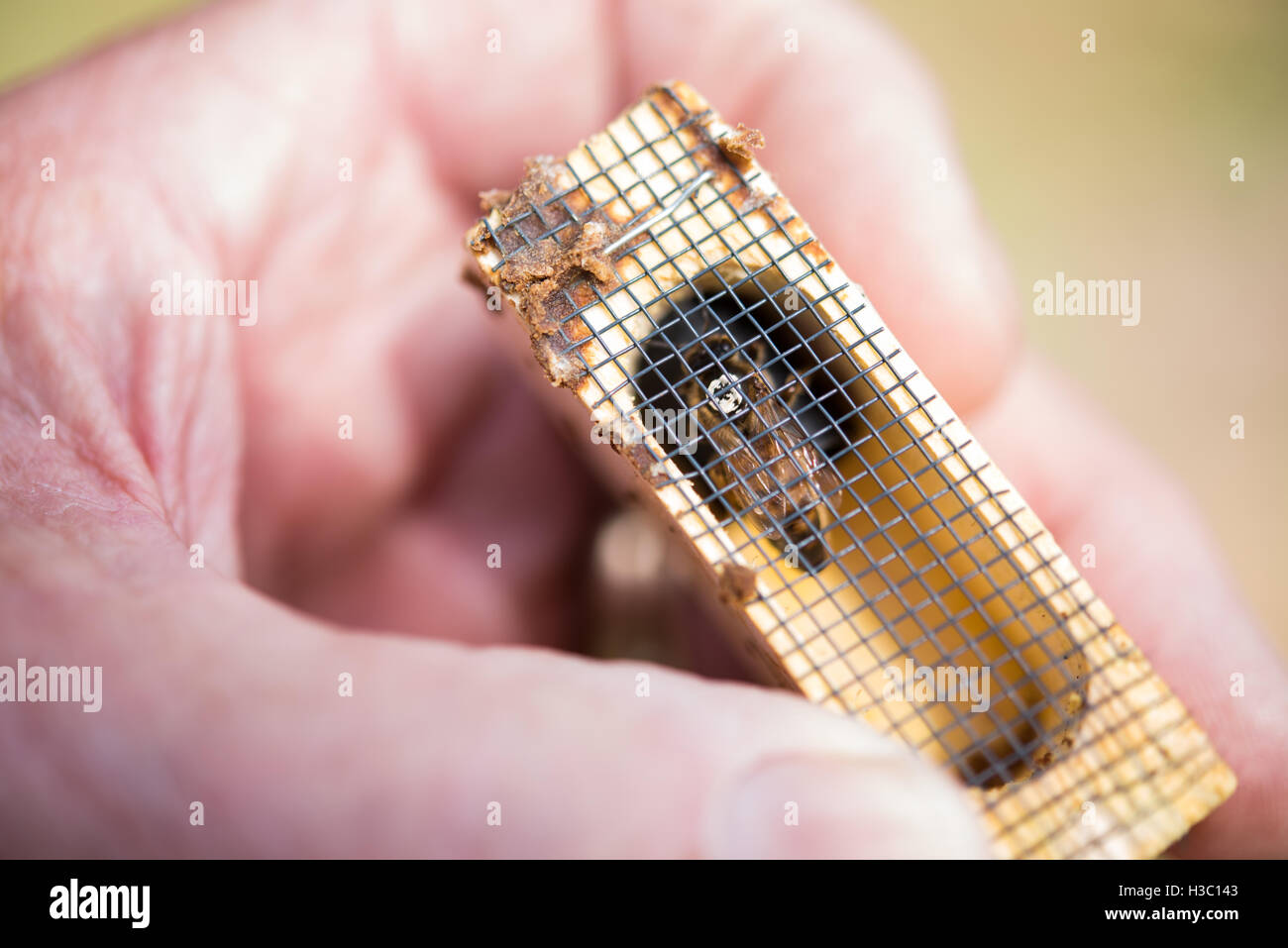 Apicoltore tenendo un legno gabbia queen Foto Stock