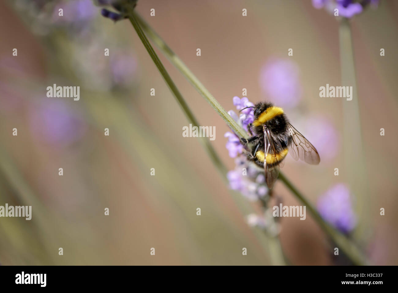 Chiudere fino a Bumblebee sulla splendida fioritura di lavanda in estate precoce in una giornata di sole con uno sfondo morbido bokeh di fondo Foto Stock