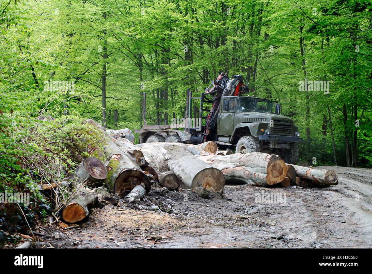 Una registrazione di alberi , abbattimento di alberi , l'industria del legname Foto Stock