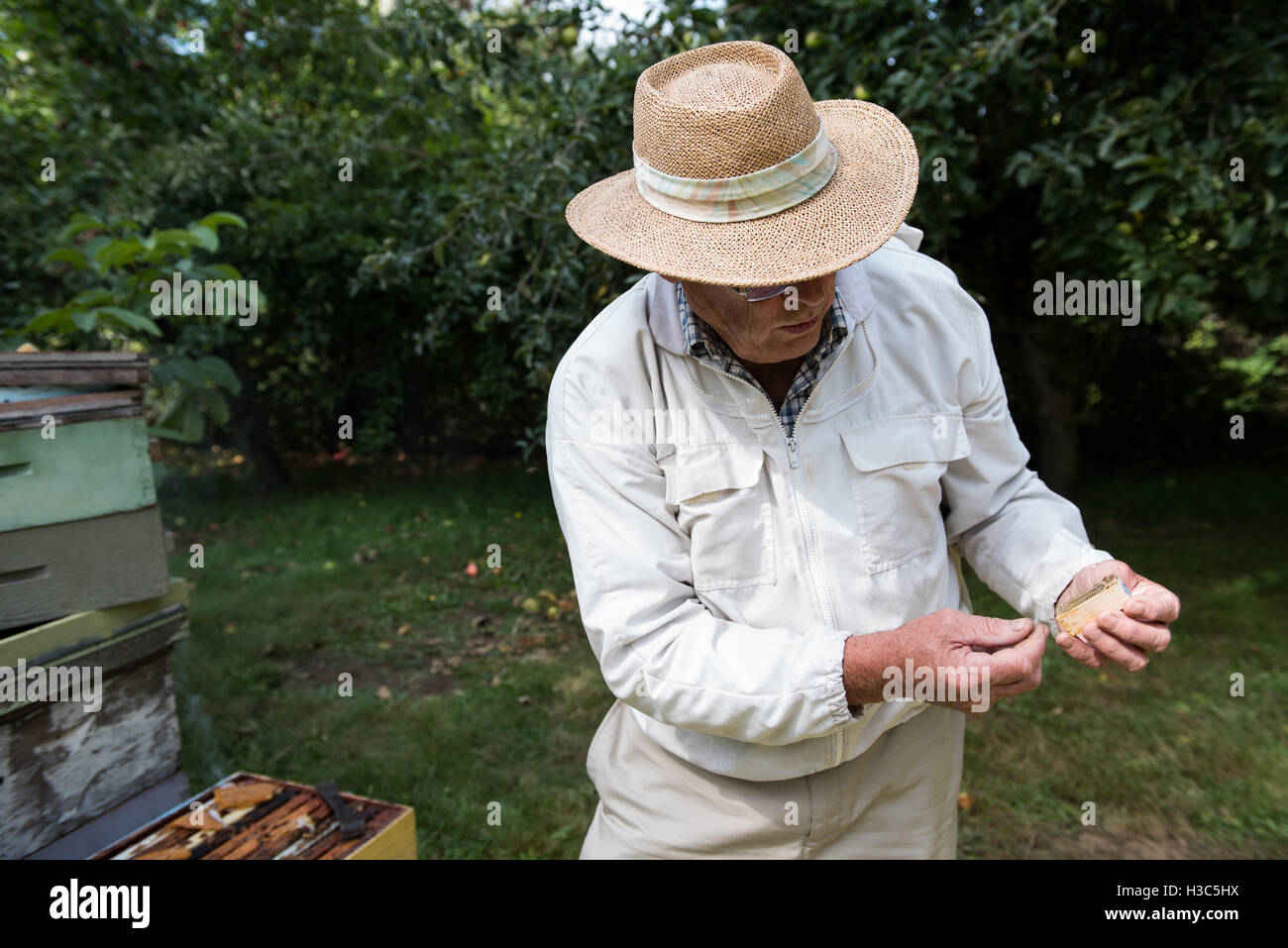 Apicoltore tenendo un legno gabbia queen Foto Stock