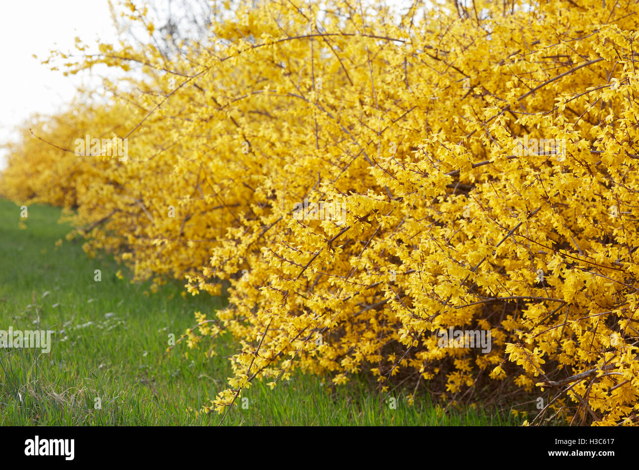 Coltivazione, giallo fiori di primavera siepe e erba verde Foto Stock