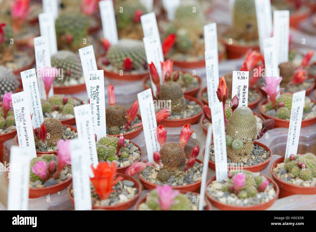 Le piante succulente raccolta in piccoli vasi con tag Foto Stock