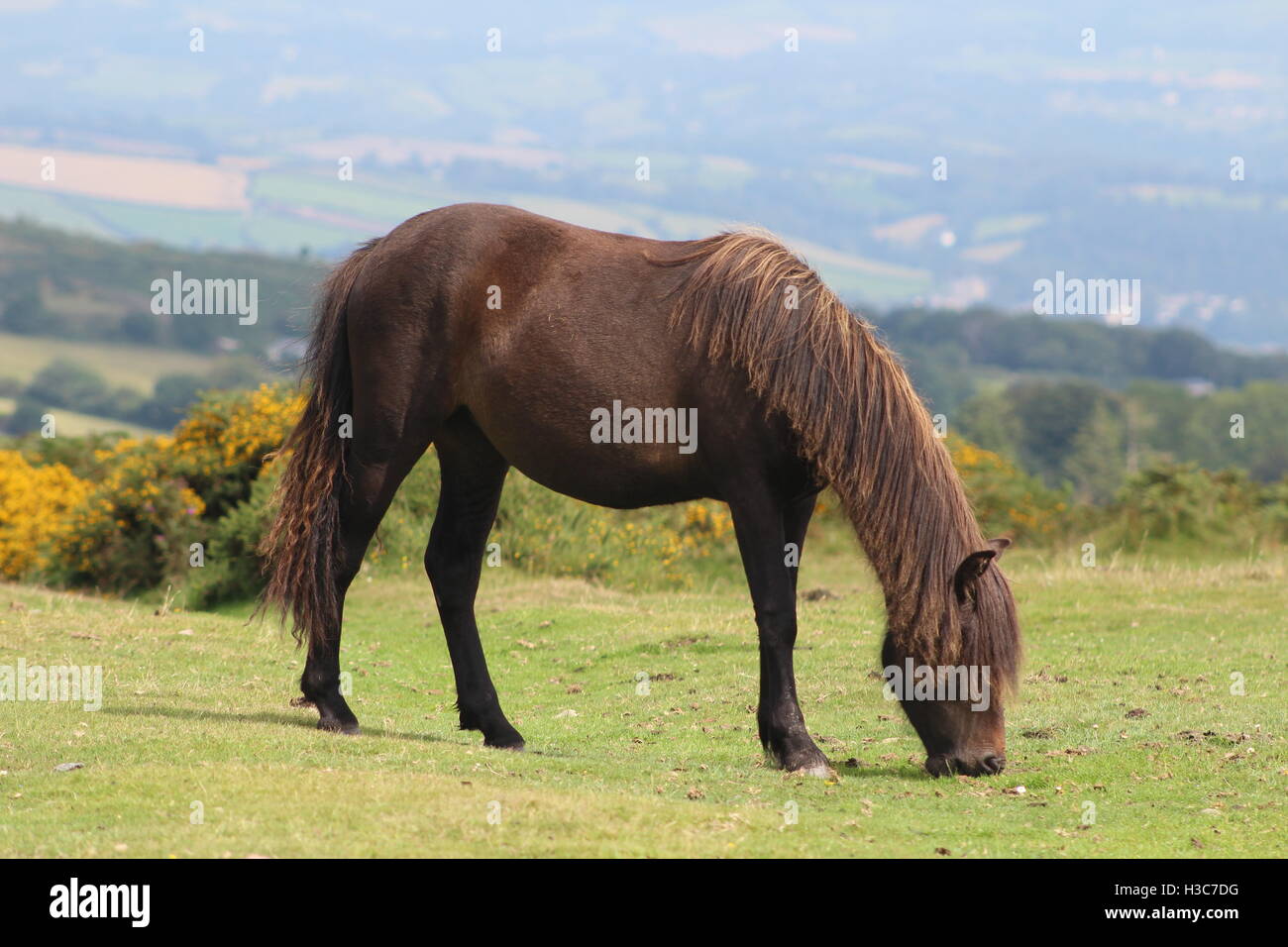 Dartmoor Pony di pascolare su Dartmoor Devon, Inghilterra Foto Stock