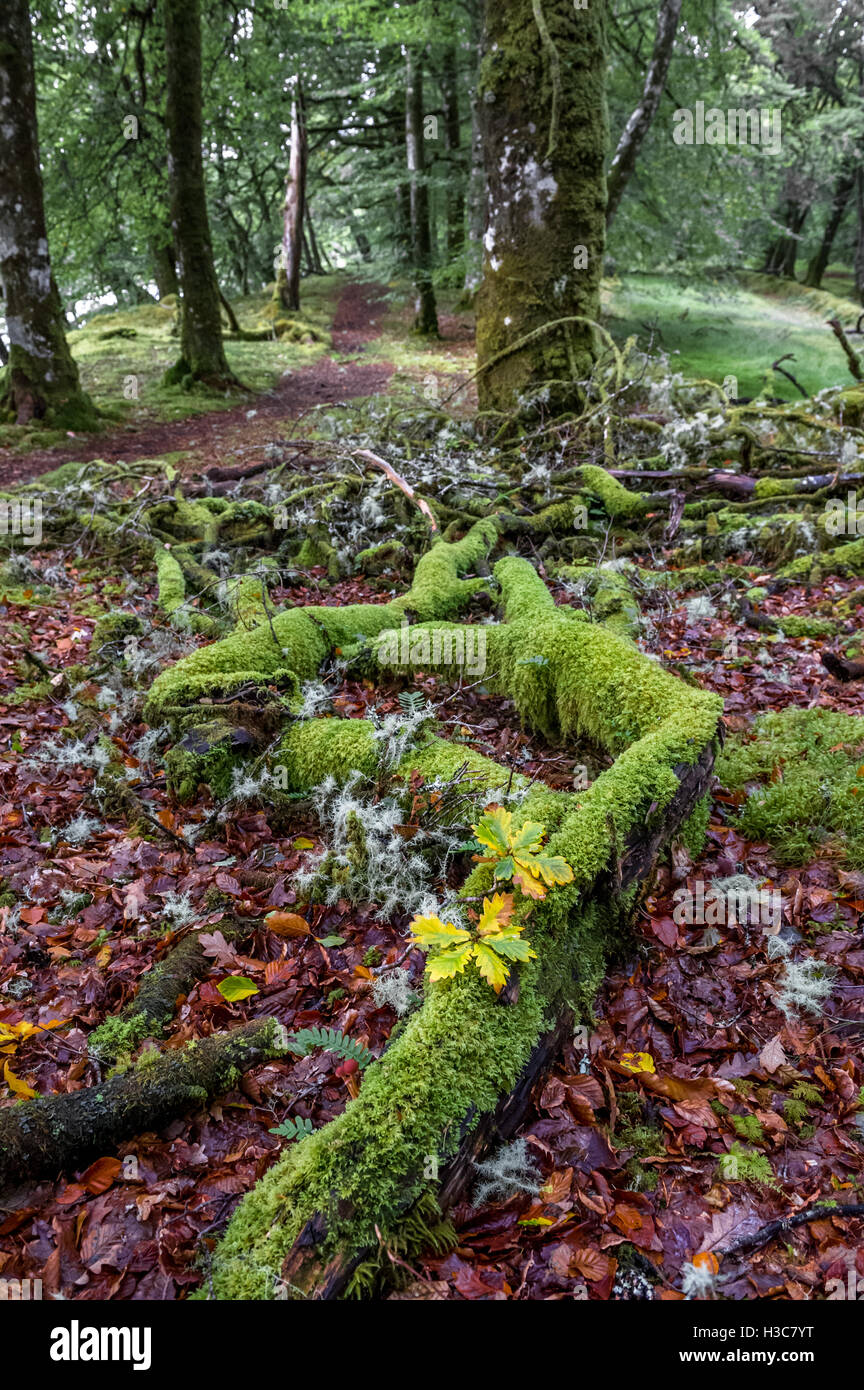 Coperte di muschio decadendo ramo di albero di quercia con alberelli. Foto Stock