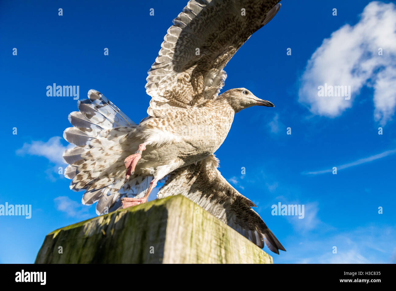 Giovani aringhe Gabbiano volare. Foto Stock