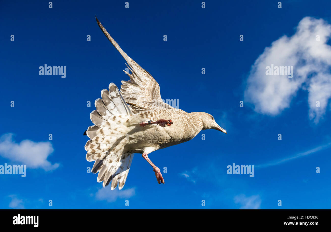 Giovani aringhe Gabbiano volare. Foto Stock