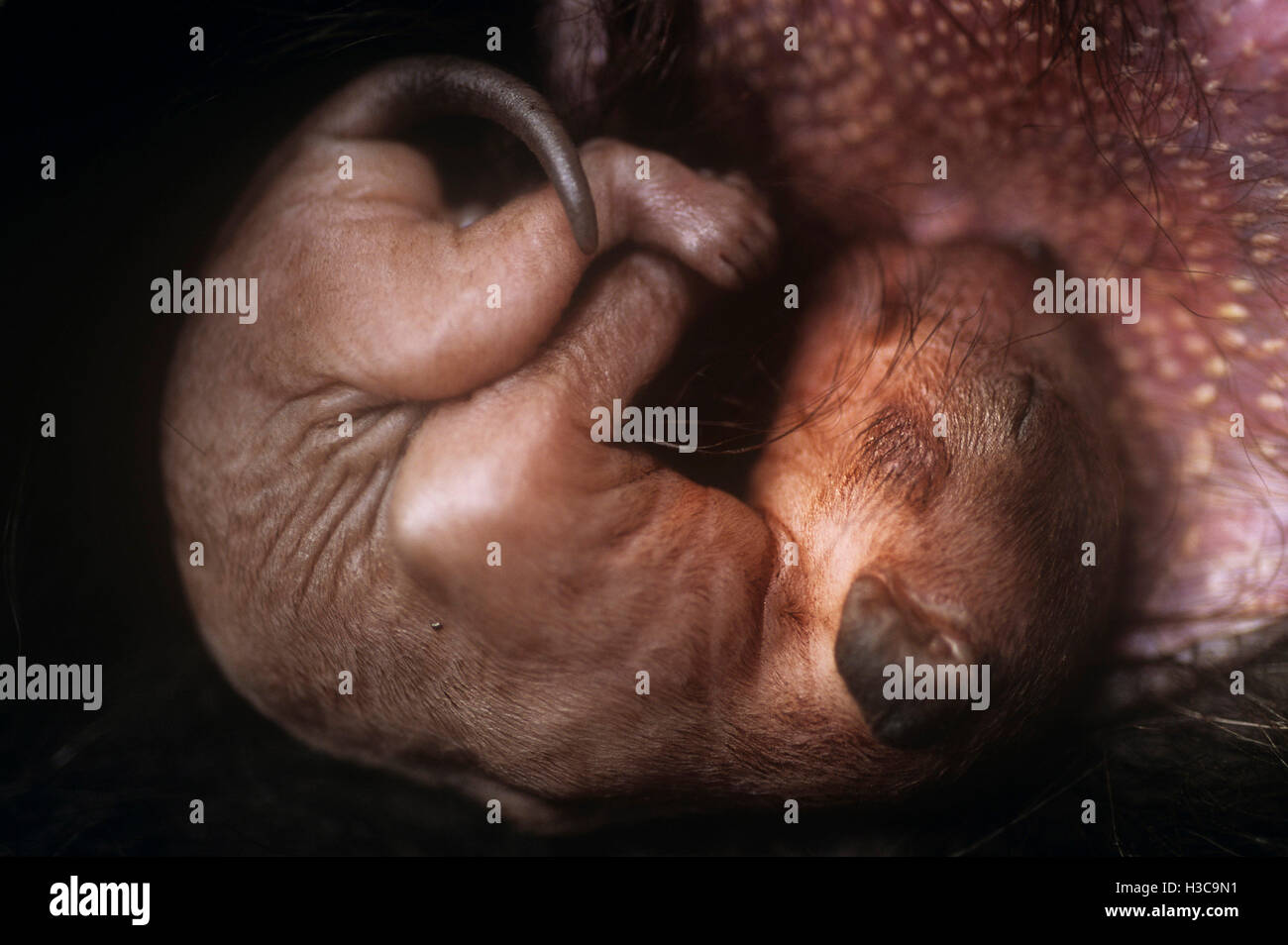 Diavolo della Tasmania (sarcophilus harrisii), glabre giovani all'interno della busta allegata al capezzolo. Tasmania, Australia Foto Stock