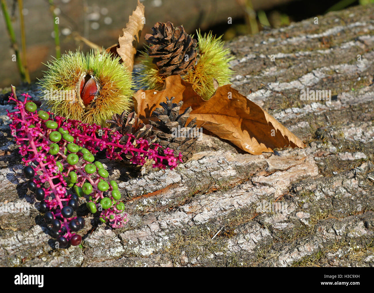 Autunno sfondo con foglie morte, castagne e fiori autunnali sui registri ad albero Foto Stock