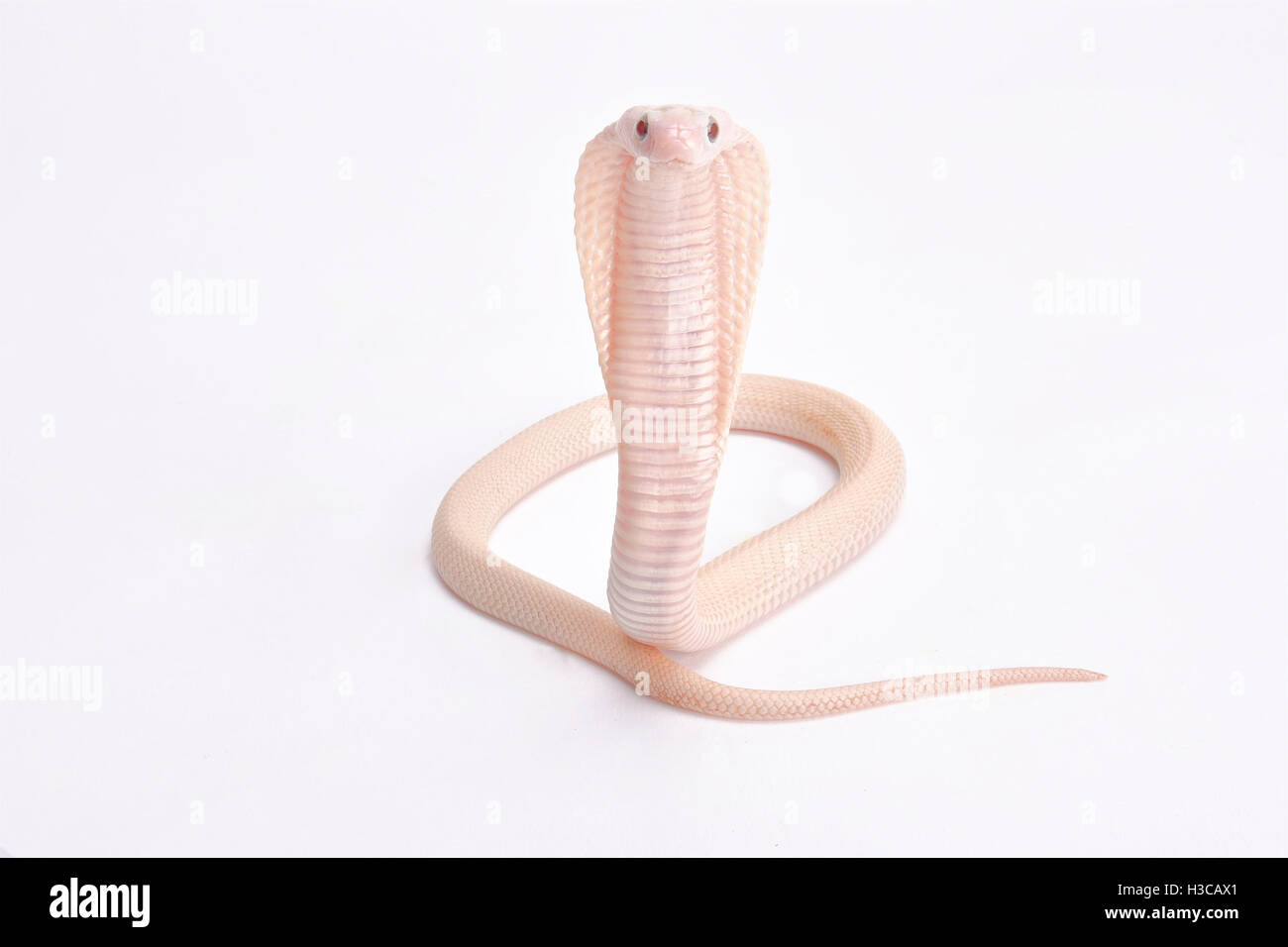 Bambino albino cobra, Naja kaouthia Foto Stock