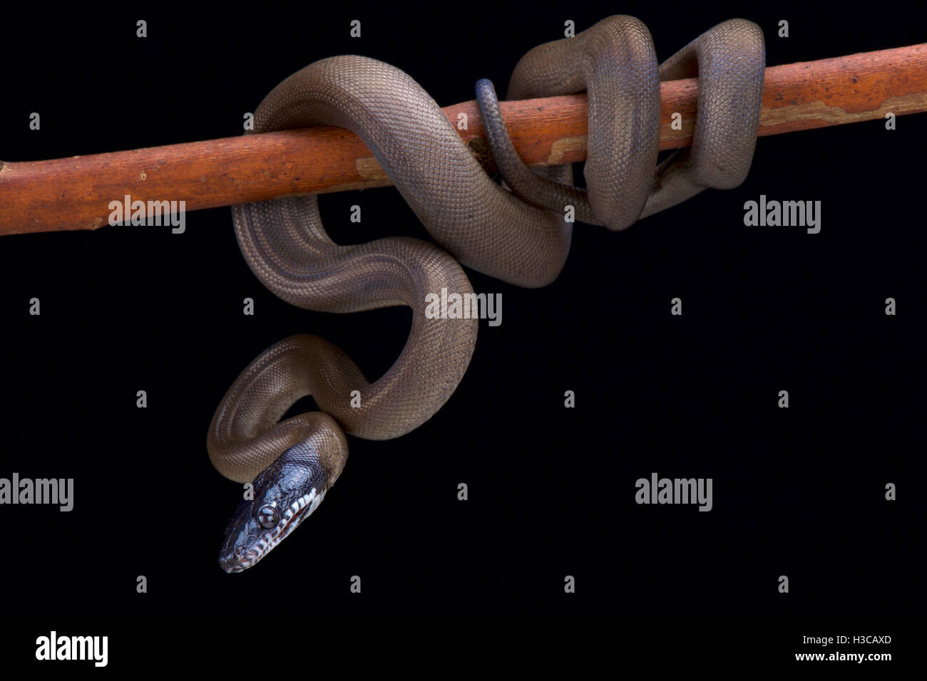 A labbro bianco python,Bothrochilus albertissi , isola Sorong, Indonesia Foto Stock